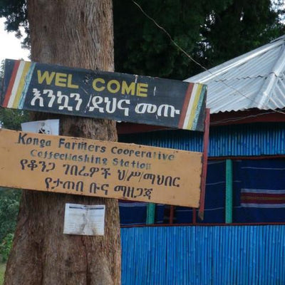 【MAKEYOURBLEND】エチオピア イルガチェフG1 コンガ ウォッシュド(生豆10g単位)