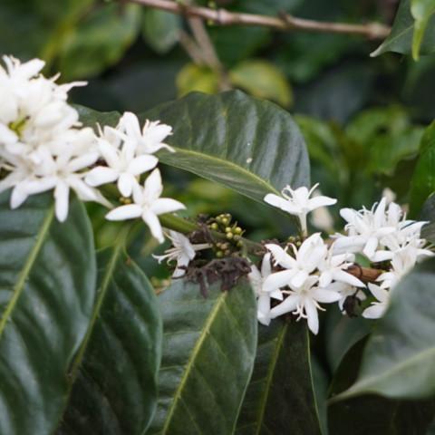 【MAKEYOURBLEND】コスタリカ ラ・カンデリージャ フリィウォッシュド(生豆10g単位)