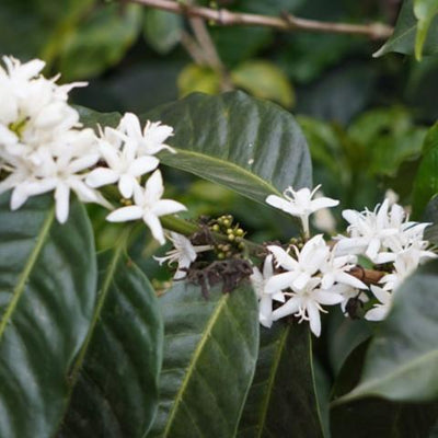 【MAKEYOURBLEND】コスタリカ ラ・カンデリージャ フリィウォッシュド(生豆10g単位)