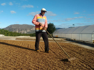 【MAKEYOURBLEND】ブラジル サントアントニオ プレミアムショコラ(生豆10g単位)