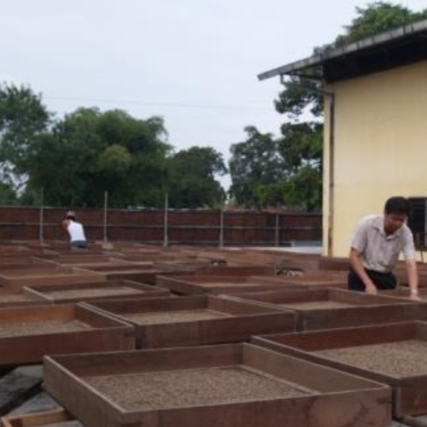 【MAKEYOURBLEND】インドネシア マンデリン ミトラ G1 (生豆10g単位)