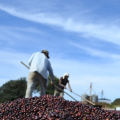 【SINGLE】ブラジル サントアントニオ プレミアムショコラ