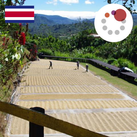 【SINGLE】コスタリカ ラ・カンデリージャ フリーウォッシュド