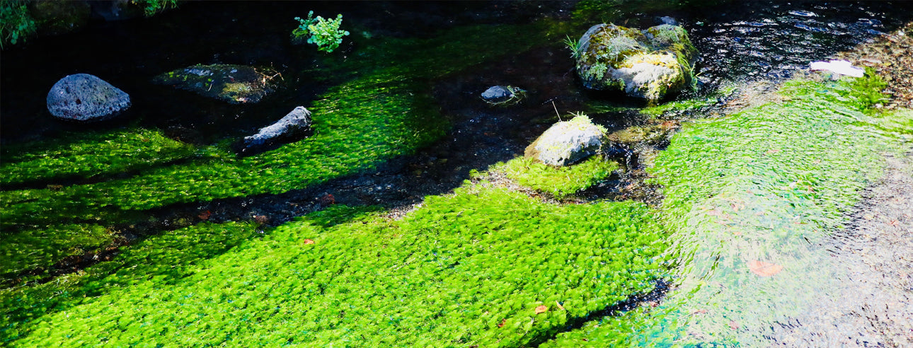 源兵衛川 三島梅花藻