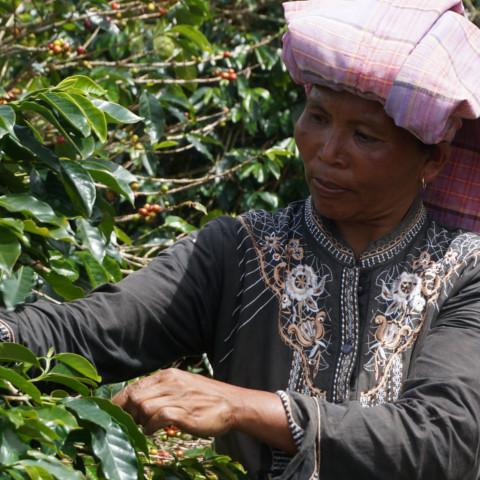 【SINGLE】インドネシア マンデリン アチェ アルールバダ