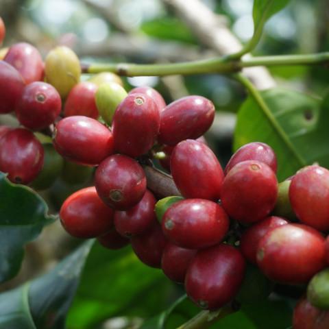 【SINGLE】インドネシア マンデリン アチェ アルールバダ