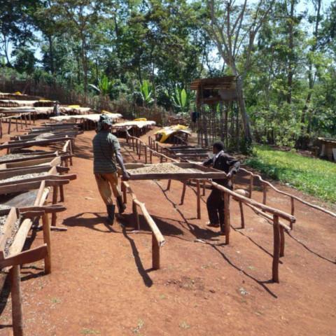 【SINGLE】エチオピア イルガチェフG1 コンガ ウォッシュド