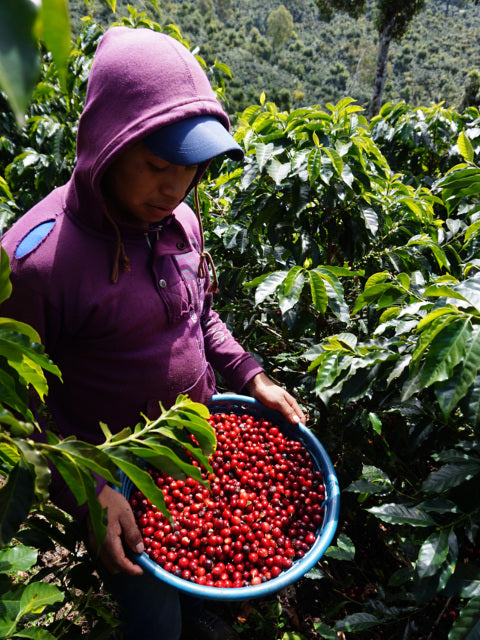 【MAKEYOURBLEND】グアテマラ ウエウエテナンゴ(生豆10g単位)