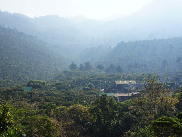【SINGLE】グアテマラ ウエウエテナンゴ