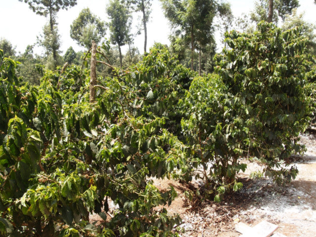 【MAKEYOURBLEND】ケニア カングヌAB(生豆10g単位)