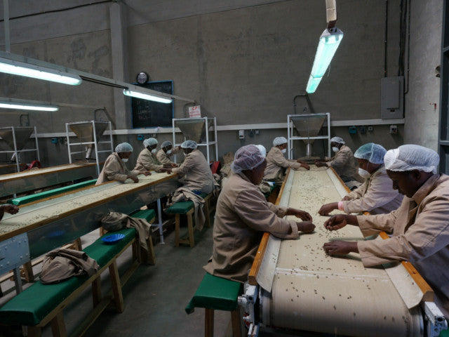 【MAKEYOURBLEND】ケニア カングヌAB(生豆10g単位)