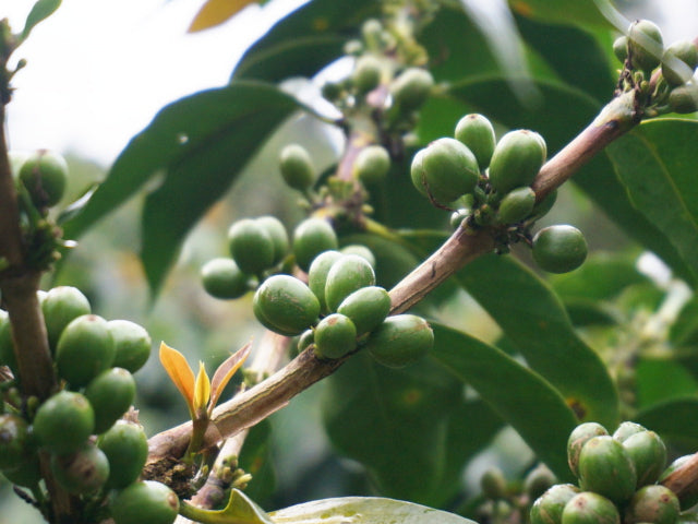 【SINGLE】インドネシア マンデリン ポルン アルフィナー