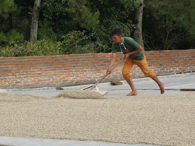 【SINGLE】インドネシア マンデリン ポルン アルフィナー