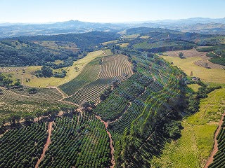 【SINGLE】ブラジル イルマス ペレイラ