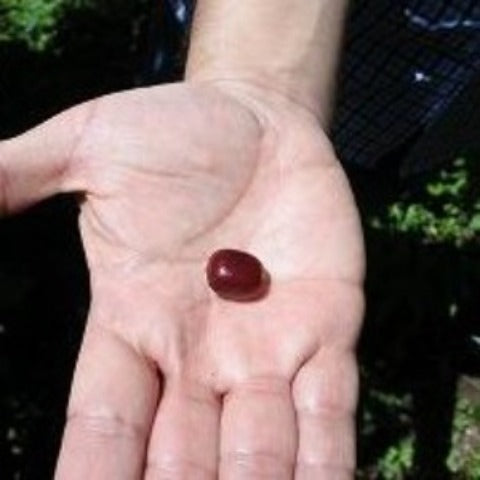 【MAKEYOURBLEND】コロンビア ラスフローレスEX デカフェ(生豆10g単位)