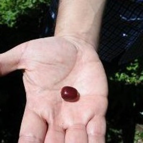 【SINGLE】コロンビア ラスフローレスEX デカフェ