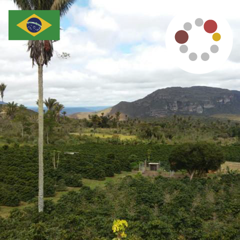 Special Blend（インドネシア20：ブラジル80）