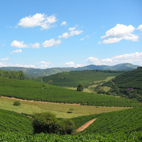 【MAKEYOURBLEND】ブラジル イルマス ペレイラ (生豆10g単位)