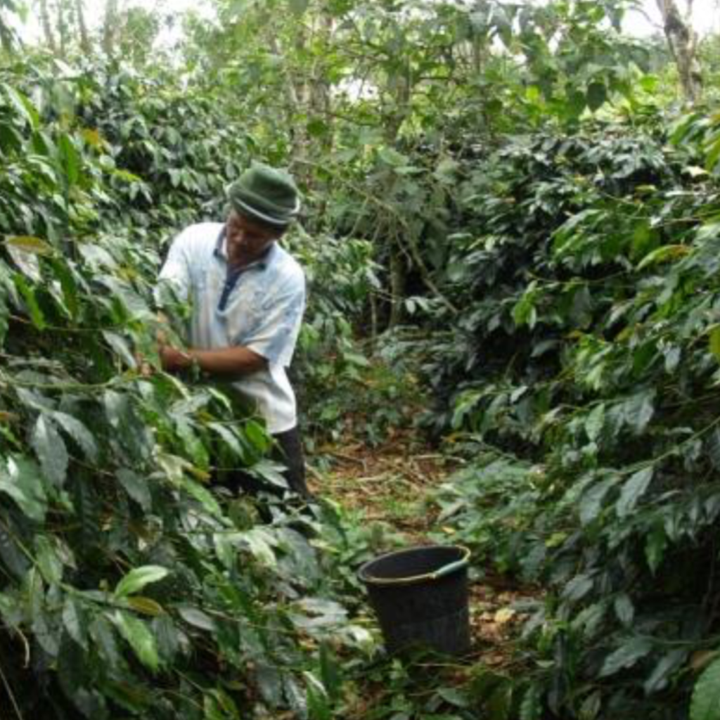 【MAKEYOURBLEND】インドネシア マンデリン ミトラ G1 (生豆10g単位)