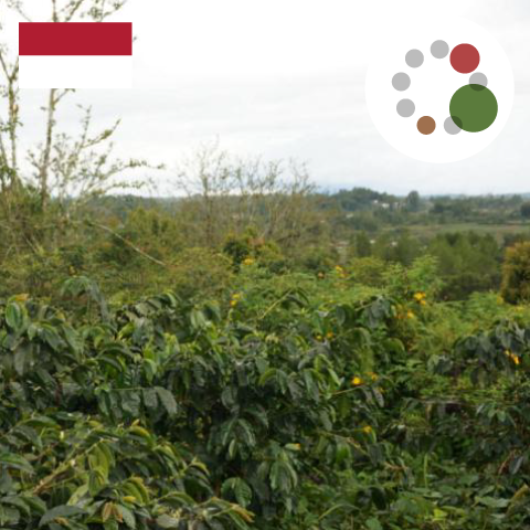 【MAKEYOURBLEND】インドネシア マンデリン ポルン アルフィナー(生豆10g単位)