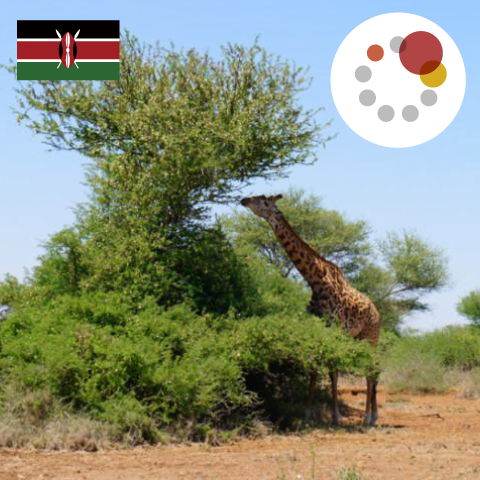 Original Blend - Emerging Artist from Kenya