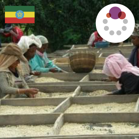 【SINGLE】エチオピア イルガチェフG1 ベレカ ウォッシュド