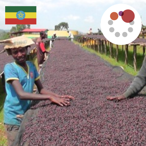 The Gallery Blend（エチオピアNT 50：コロンビア 50）