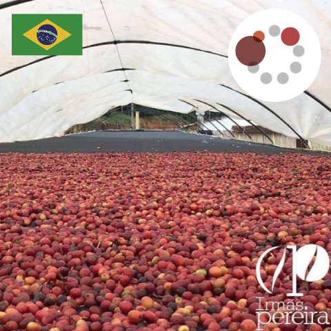 【SINGLE】ブラジル イルマス ペレイラ