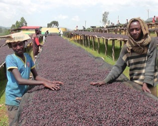 【SINGLE】エチオピア イルガチェフG1 セラム ナチュラル