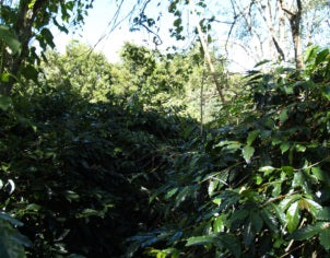 【SINGLE】インドネシア マンデリン ビンタンリマ