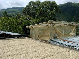 【SINGLE】コロンビア マグダレナ SUP