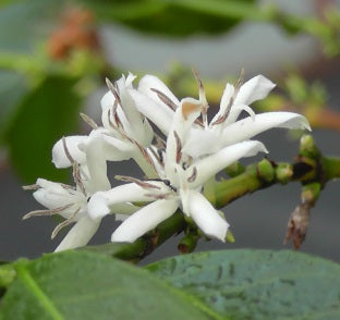 【SINGLE】エチオピア イルガチェフG1 セラム ナチュラル