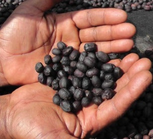 【SINGLE】エチオピア イルガチェフG1 セラム ナチュラル