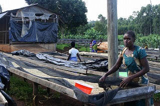 【SINGLE】タンザニア タリメ ゴールドマインAA